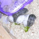 ブロッコリー争奪戦