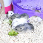 1匹だけカメラ目線