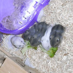 1匹離脱したけど、まだ食べてます