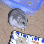 煮干を食べるコーキ