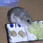 キャベツを食べるコーキ