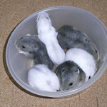 子ハムたち、わらわら