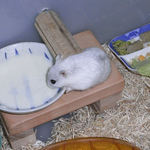 ペットミルクを舐めるましろ