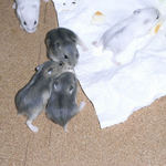 子ハムたちは賑やかです