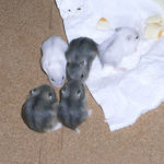 まだまだ遊んでいます