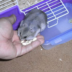 コメコメポップを食べるコーキ