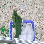 小松菜を食べるましろ