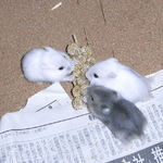 粟の穂に寄る子ハムたち