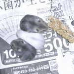 3匹寄り添っています