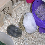 粟の穂に食いつく子ハムとましろ