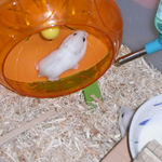 回し車も回します