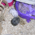 粟の穂を食べる子ハムたち