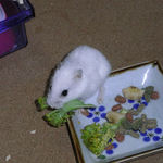 ブロッコリーを食べるアイ