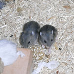 エン麦ブロックに齧りついていました