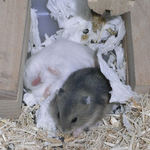 爆睡中のパール