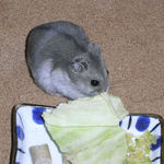 キャベツを食べるコーキ