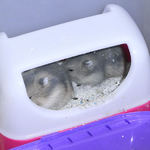 トイレで寝ている2匹