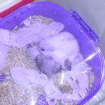 わらわら集まってきました