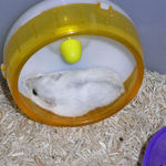 回し車の上で休憩中のましろ