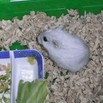 スタミノンをなめるましろ