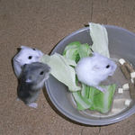 食事中の子ハムたち