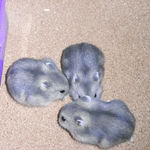 ブルサファの3匹