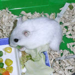 ミックスベジタブルを食べるましろ