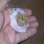 粟の穂で腹出し食いの子ハム