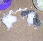 さらに争奪戦拡大