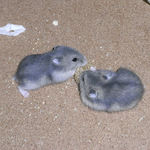 ブルサファ2匹も争奪戦