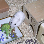 ブロッコリーを食べるアイ