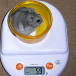 コーキは体重が減りました