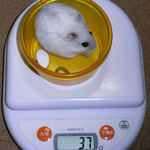 ましろは体重がへりました