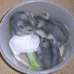 ブロッコリーに食いつく子ハムたち