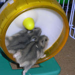 ブルサファの2匹