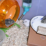 子ハムたちの日常