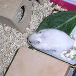 小松菜を食べるアイ