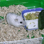 スタミノンを舐めるましろ