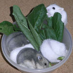 小松菜に群がる子ハムたち