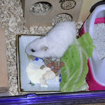 スタミノンを舐めるアイ