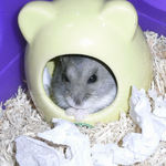 篭りがちなコーキ