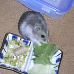 キャベツを食べるコーキ