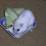 ペットミルクを舐めるましろ