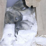 4匹いっしょに寝てました