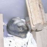 最後に1匹だけ残ってました