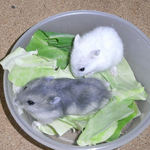 パールとブルサファ