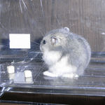 大きいブルサファ