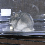 大きいブルサファ