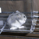 小さいブルサファ