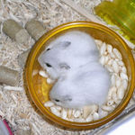 パール2匹でコメコメポップを食べています